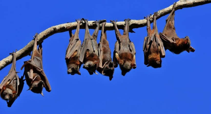 Image for Public Health Alert: Confirmed ABLV in flying fox found in Urangan